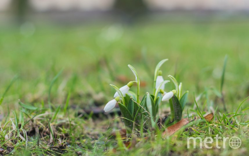 В Михайловском саду начинают цвести подснежники. Фото https://vk.com/feed?w=wall-6269987_3286, "Metro"