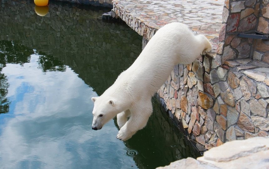 День белого медведя, 23 февраля. Фото Ленинградский зоопарк / vk.com/spbzoopark, vk.com