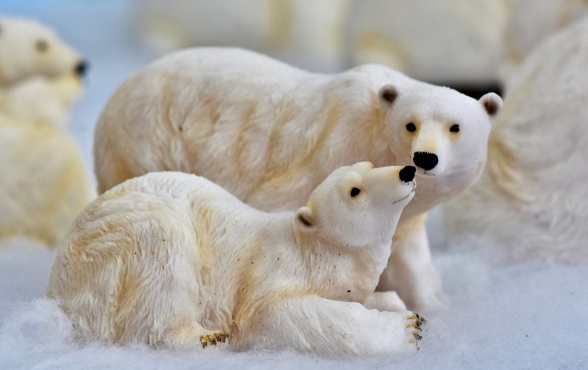 Исследователи посчитают белых медведей в Арктике к 2024 году. Фото Pixabay