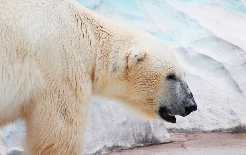 Исследователи посчитают белых медведей в Арктике к 2024 году. Фото Pixabay