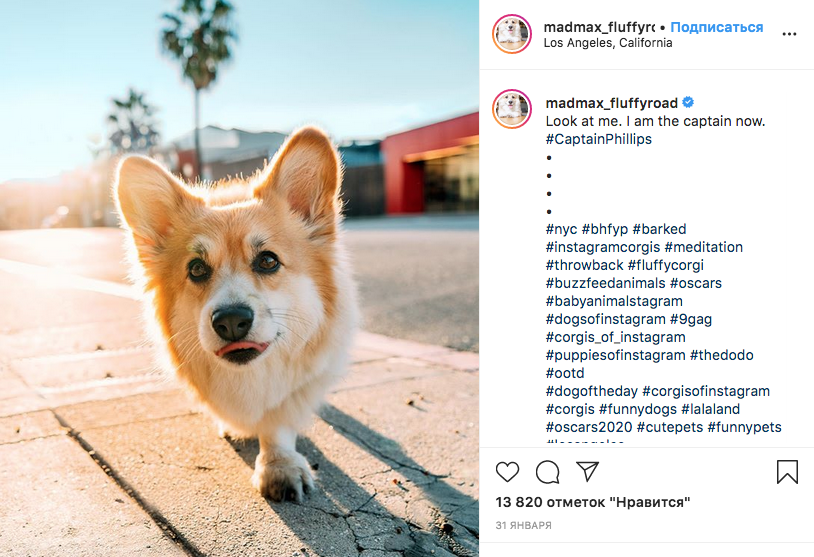 Корги Максин имеет более 300 тысяч подписчиков в Instagram. Фото скриншот: instagram.com/madmax_fluffyroad/