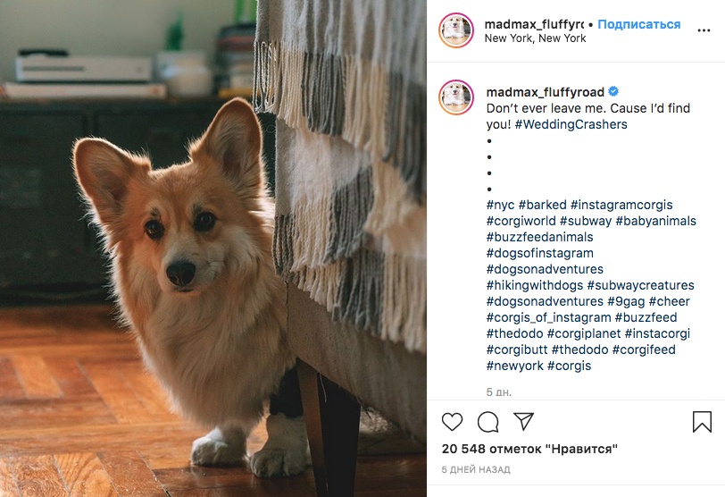 Корги Максин имеет более 300 тысяч подписчиков в Instagram. Фото скриншот: instagram.com/madmax_fluffyroad/