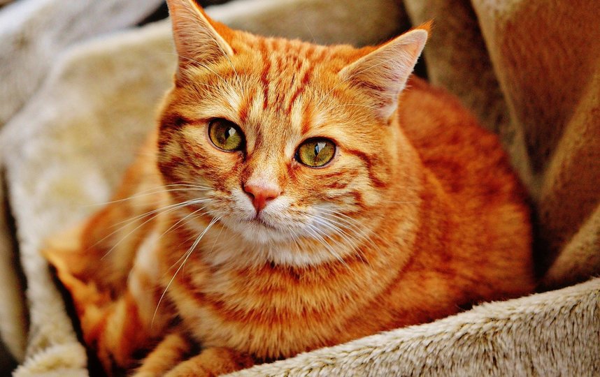 Вид кошек повышает уровень окситоцина в крови. Фото pixabay.com