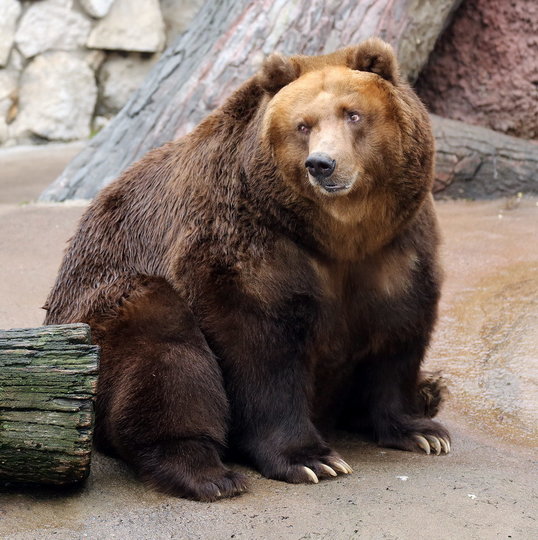 Теперь медведи готовятся вернуться к своему привычному ритму жизни. Фото mos.ru