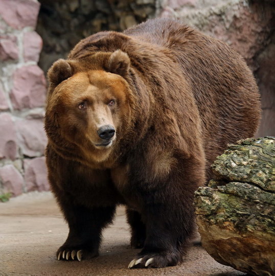 Теперь медведи готовятся вернуться к своему привычному ритму жизни. Фото mos.ru