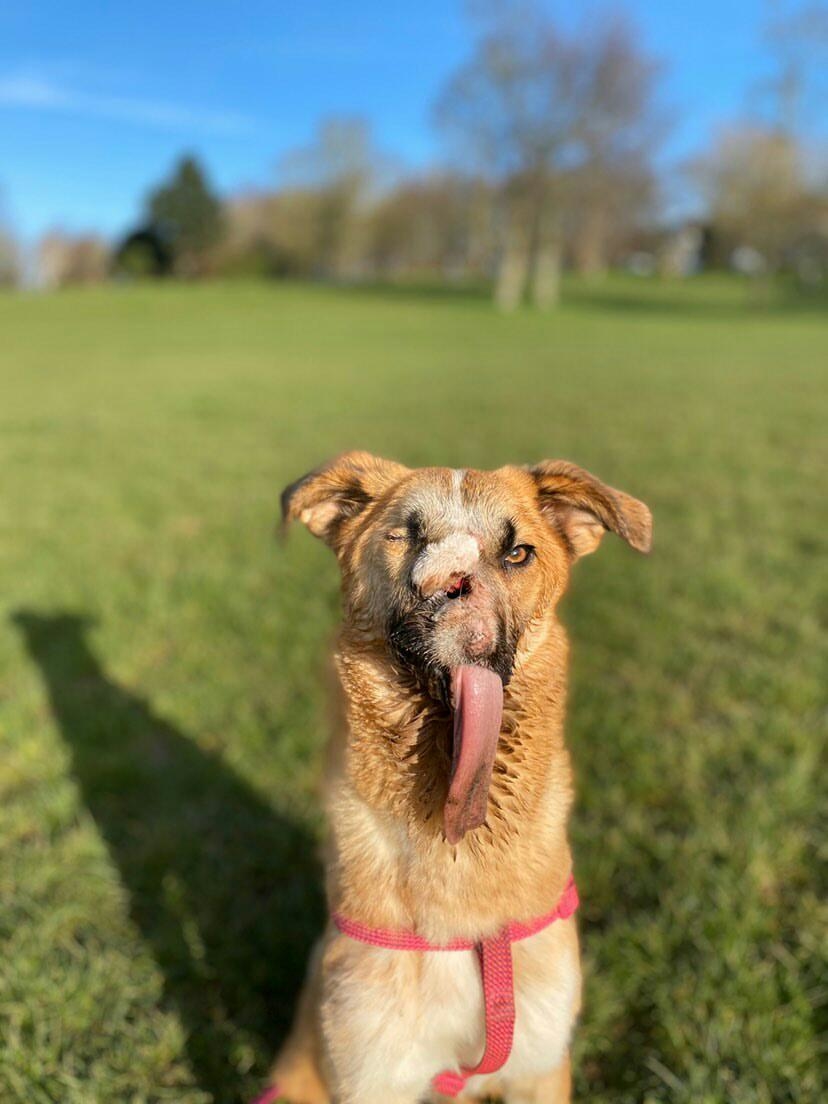 Собака Милли – теперь в Великобритании. Фото Instagram/milliethewunderdog