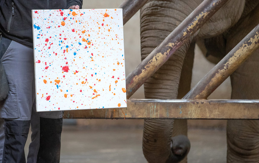 Слон научился рисовать картины… хоботом. Фото Getty