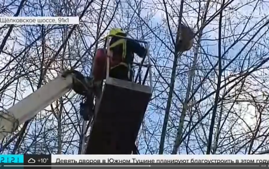 Операция по спасению енота на Щёлковском шоссе. Фото скриншот Москва 24