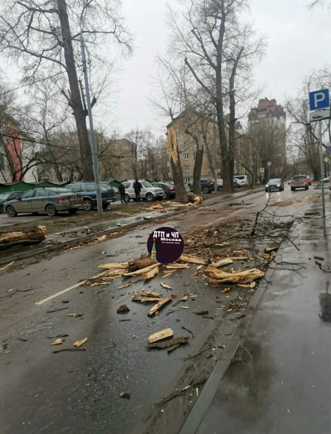 Мужчина погиб в результате падения дерева на автомобиль на востоке Москвы. Фото скриншот https://vk.com/msk_today