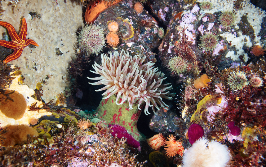 Кораллы не ограничиваются тёплыми мелководьями тропиков. Они также существуют во многих холодных, глубоких водах по всему миру, включая Арктику и Субантарктику. Фото WWF России