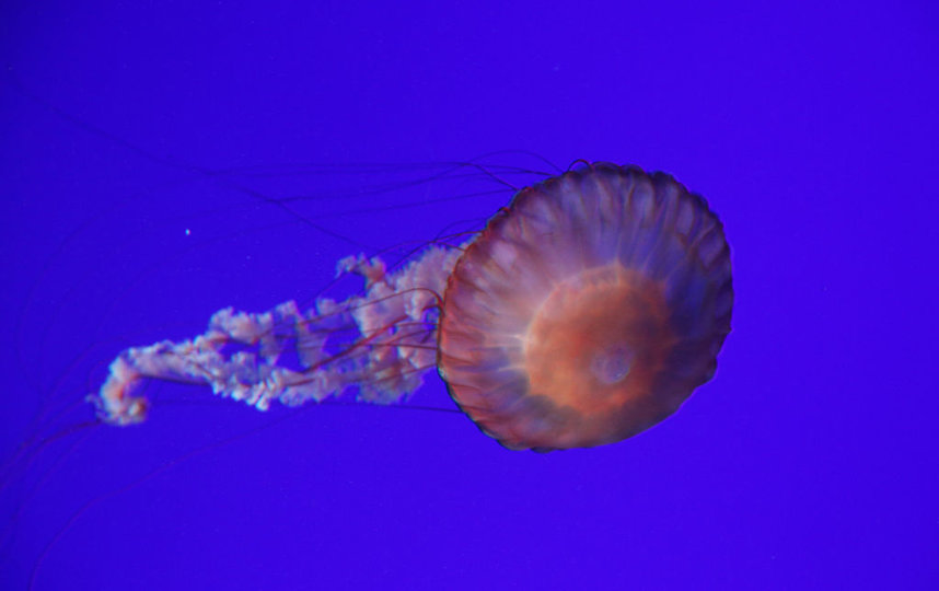 Медуза, из которой можно делать имплант. Фото Getty