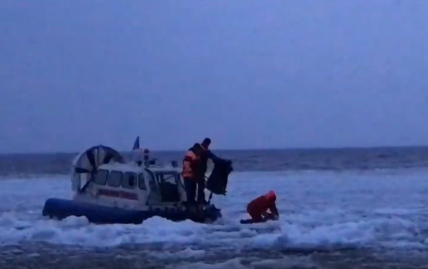 Спасатели МЧС помогли доставить тюлененка на берег. Фото Фонд друзей балтийской нерпы, vk.com