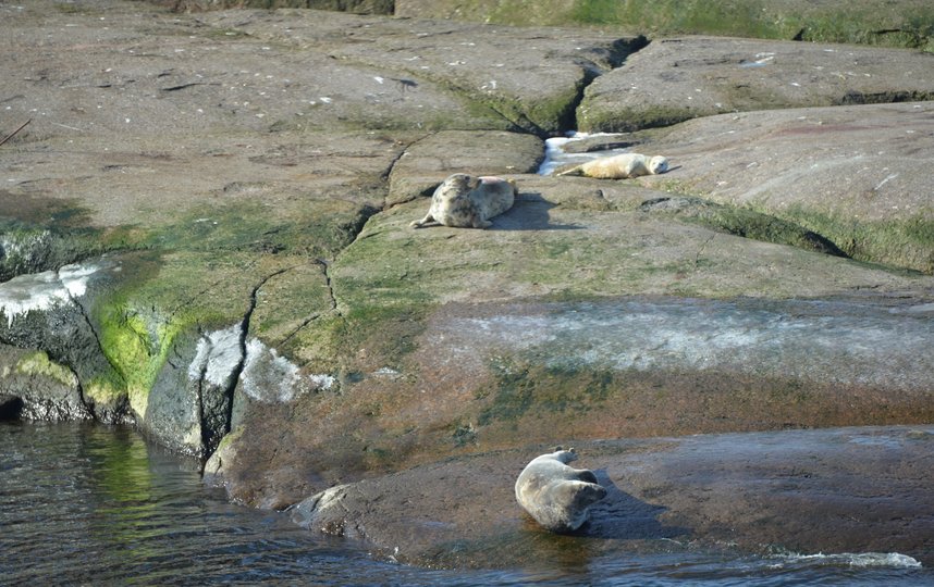 Детеныши ластоногих на камнях в Финском заливе. Фото Фонд друзей балтийской нерпы, vk.com