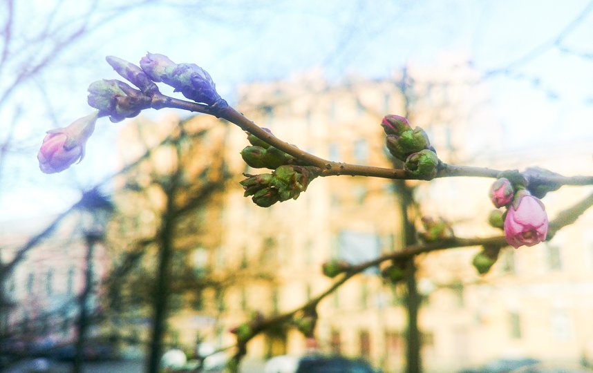 Сакура расцветает в самом центре Санкт-Петербурга. Фото grib_spb, vk.com