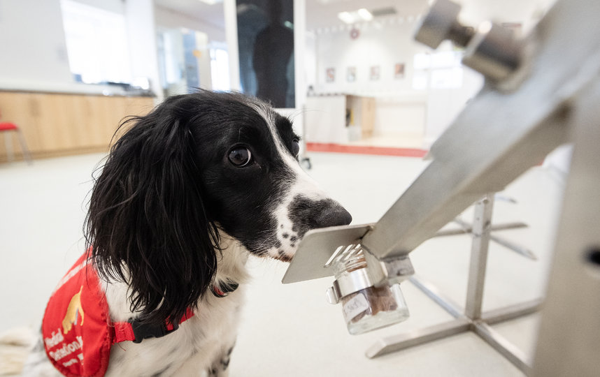 Процесс обучения. По оценкам специалистов, собак можно обучить выявлять Covid-19 у людей по запаху за 6 недель. Фото Getty