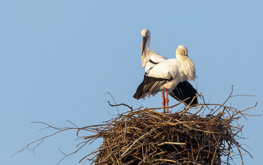 Аисты соорудили гнездо в необычном месте – на электрической вышке в Амурской области. Фото Alexander Hitrov  / WWF-Russia