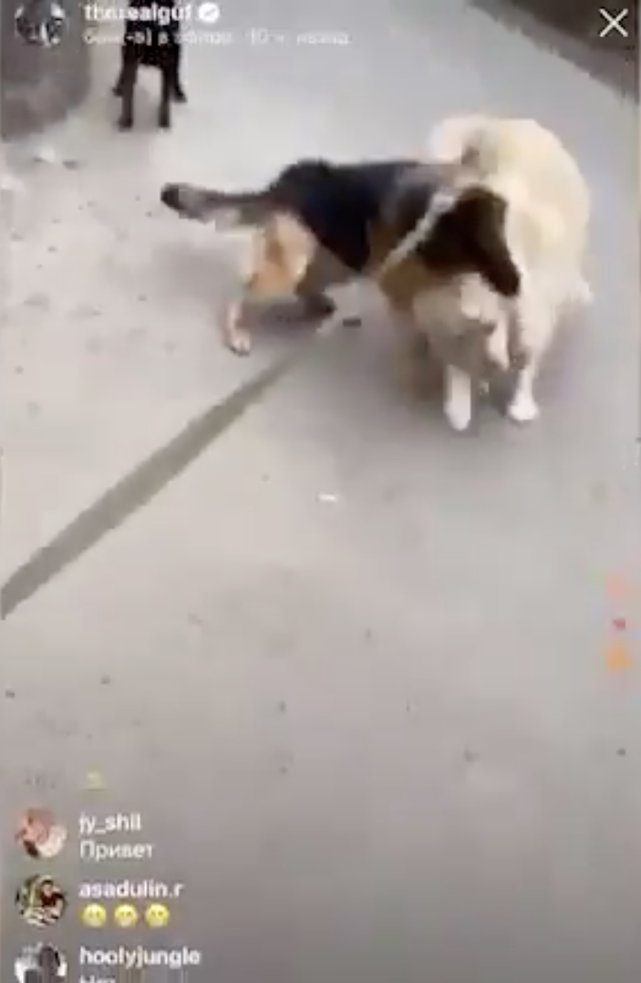 Гуф опубликовал в своём Instagram видео, на котором его собака дерётся с другим псом. Фото скриншот https://www.instagram.com/therealguf/?hl=ru