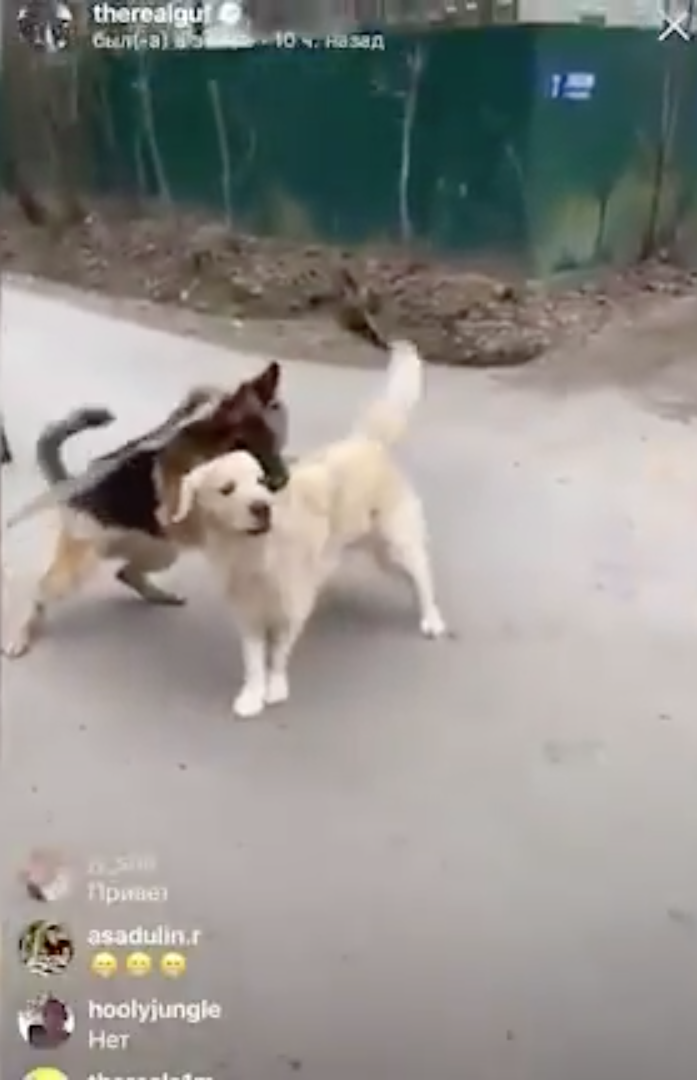 Гуф опубликовал в своём Instagram видео, на котором его собака дерётся с другим псом. Фото скриншот https://www.instagram.com/therealguf/?hl=ru