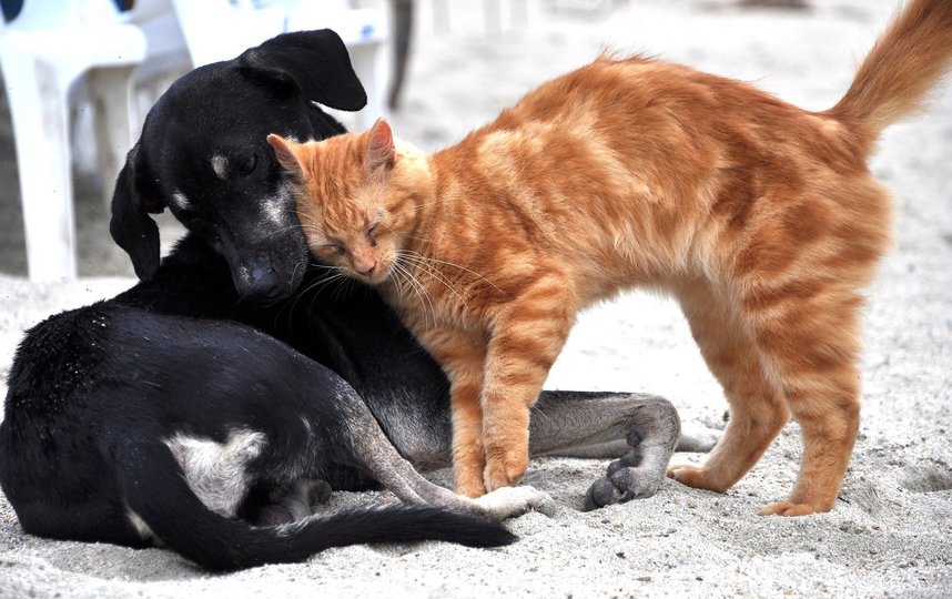В китайском городе Шэньчжэнь запретили есть кошек и собак. Фото pixabay.com