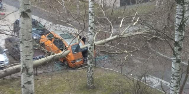 Во дворе дома 7 корпус 2 по улице Вавиловых упавшее дерево раздавило припаркованный микроавтобус. Во дворе дома 7 корпус 2 по улице Вавиловых упавшее дерево раздавило припаркованный микроавтобус.