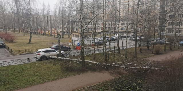 Позже упало дерево во дворе дома по Рихарда Зорге, 7. Позже упало дерево во дворе дома по Рихарда Зорге, 7.