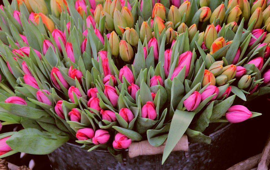 Цветочный магазин закрыли до 30 апреля. Фото pixabay.com