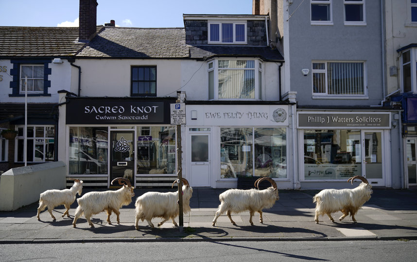 Стадо коз в Лландидно, Уэльс. Фото Getty