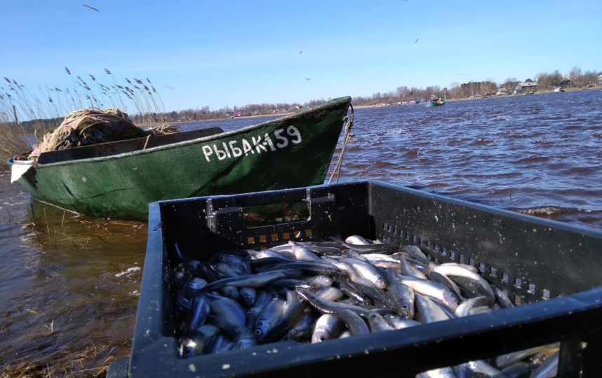 В Волхове добывается до 25 тонн рыбы в сутки. Фото lenobl.ru