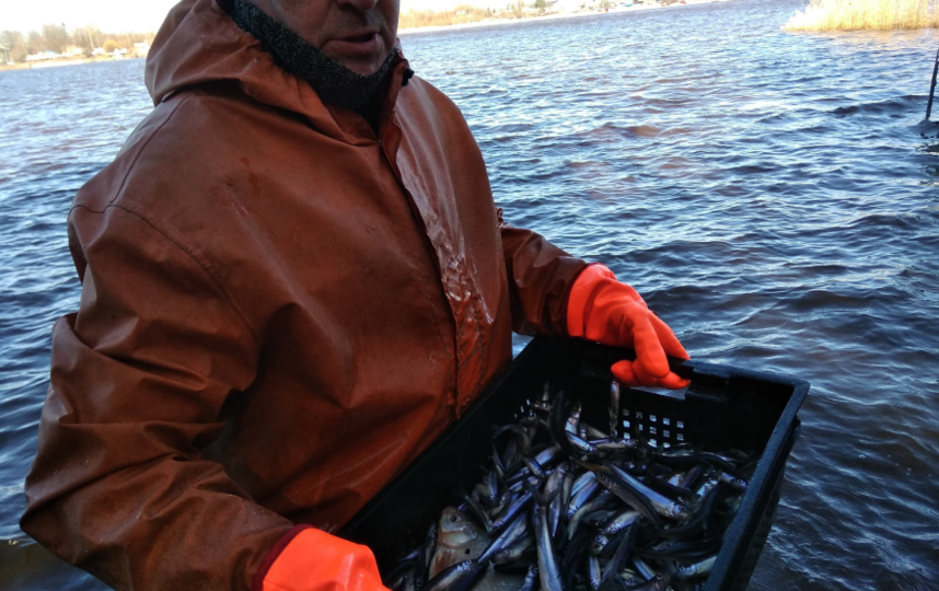 В Волхове добывается до 25 тонн рыбы в сутки. Фото lenobl.ru