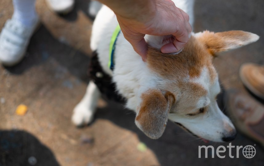 Собаки страдают без долгих прогулок с волонтерами. Фото Дарья Кашина, "Metro"