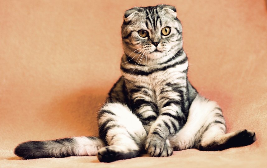 Коты не рады постоянному соседству с человеком. Фото pixabay.com
