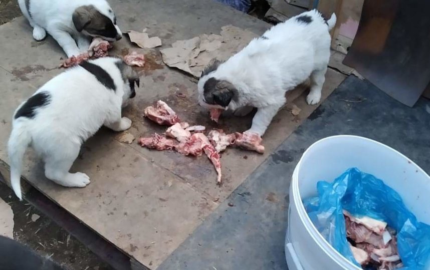 Для помощи временно осиротевшим кошкам и собакам волонтёры-зооактивисты запустили движение "#НАКОРМИ". Фото страничка движения "#НАКОРМИ" в Facebook