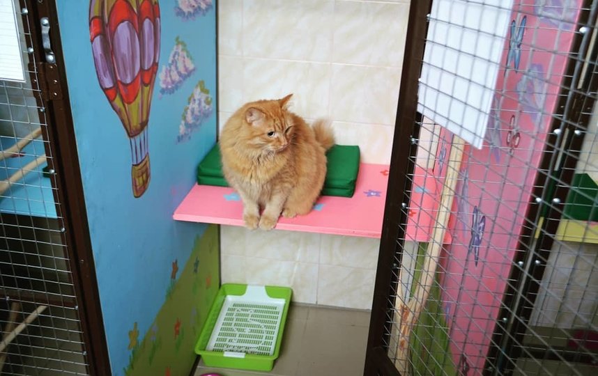 Москвичи с коронавирусом могут бесплатно пристроить кошек и собак в зоогостиницу Мосветстанции. Фото Instagram @vetsvao 