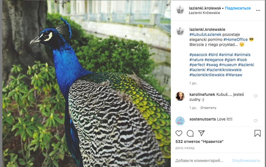 Павлин в парке Лазенки остаётся элегантными несмотря на home-office, шутят в официальном аккаунте дворцово-садового комплекса, который находится в центре Варшавы. Фото Instagram @lazienki.krolewskie