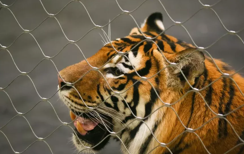 У цирковых хищников – тигров и львов – особый статус, они репетируют в зрительном зале. Фото Василий Кузьмичёнок