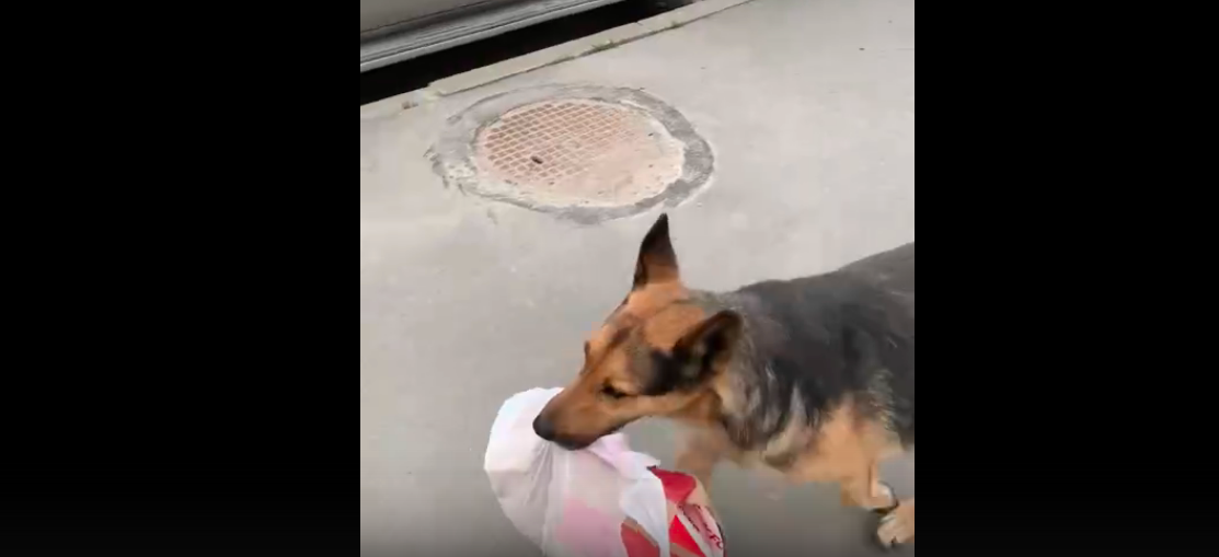 Видео "собаки-курьера" набирает просмотры. Фото Скриншот https://vk.com/spb_today