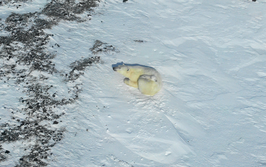Первые кадры с квадрокоптеров. Фото Заповедник "Остров Врангеля" / WWF России
