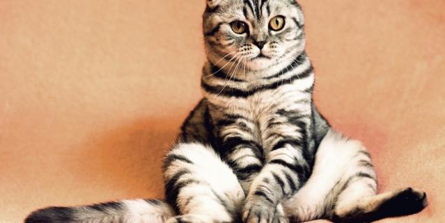 Кот думает. Но о чём? Кот думает. Но о чём?