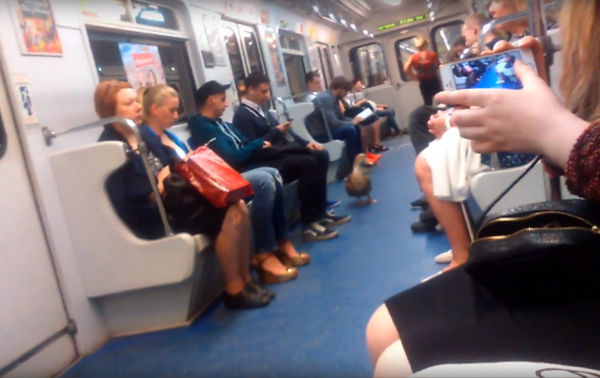 Утка в петербургском метро смущает пассажиров. Фото Скриншот Youtube