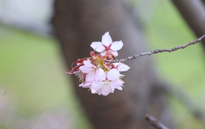 Цветение сакуры. Фото Василий Кузьмичёнок
