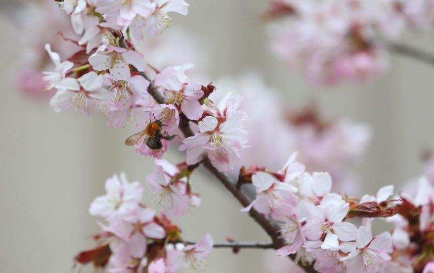 Цветение сакуры. Фото Василий Кузьмичёнок