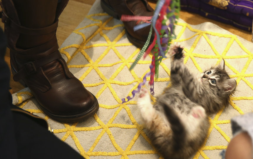 Ветеринары не советуют играть с котами в период с 8 утра до 8 вечера. Фото Getty
