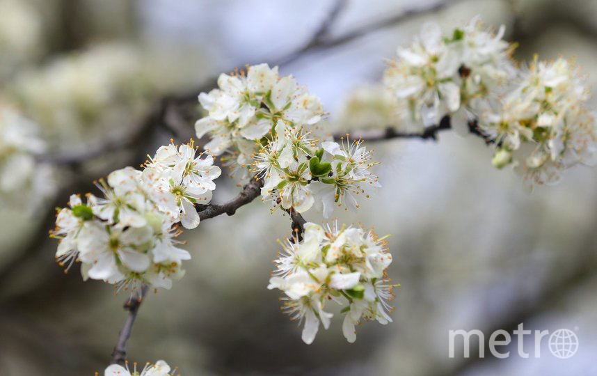 Любуемся цветением яблонь и вишнёвых деревьев в Москве. Фото Василий Кузьмичёнок, "Metro"