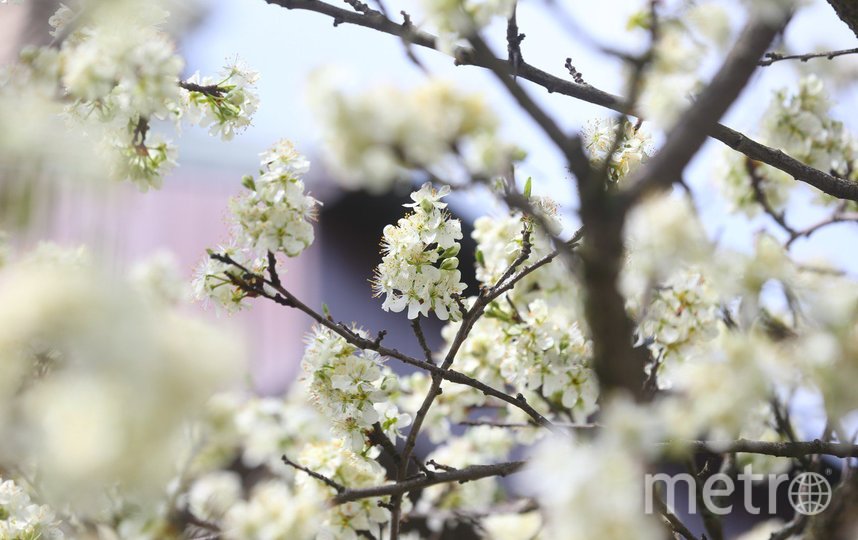 Любуемся цветением яблонь и вишнёвых деревьев в Москве. Фото Василий Кузьмичёнок, "Metro"