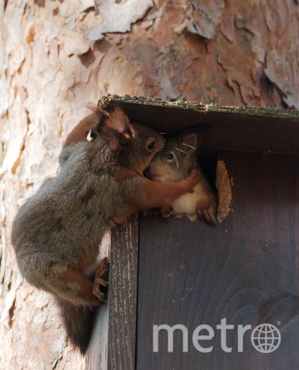 Белки выводят молодняк во взрослую жизнь: учат их искать еду и прыгать по деревьям. Фото Алена Бобрович, "Metro"