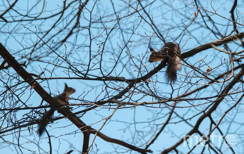 Белки выводят молодняк во взрослую жизнь: учат их искать еду и прыгать по деревьям. Фото Алена Бобрович, "Metro"