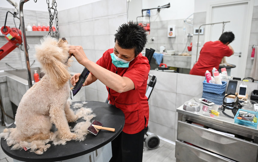 Стрижка собак в груминг-салоне в Риме. Фото AFP