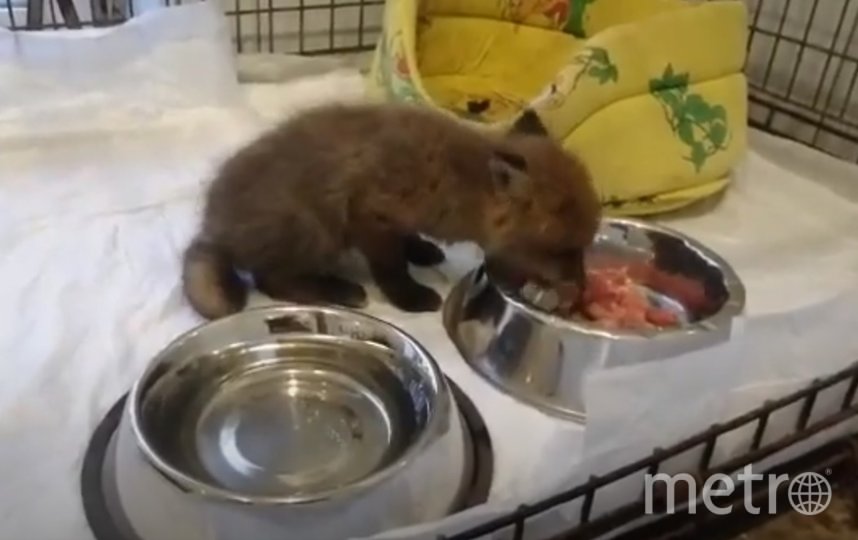 Истощенного лисёнка, потерявшего маму, спасли в Ленобласти: видео