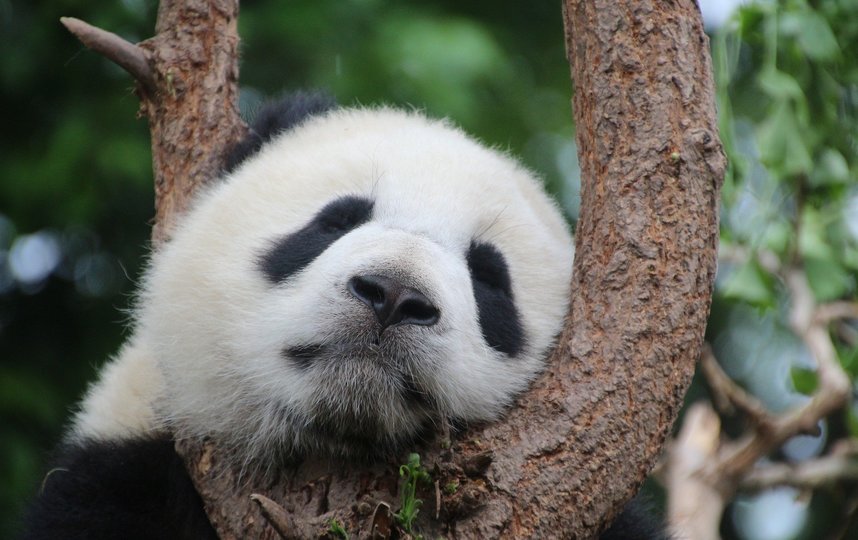 Панда. Фото Pixabay