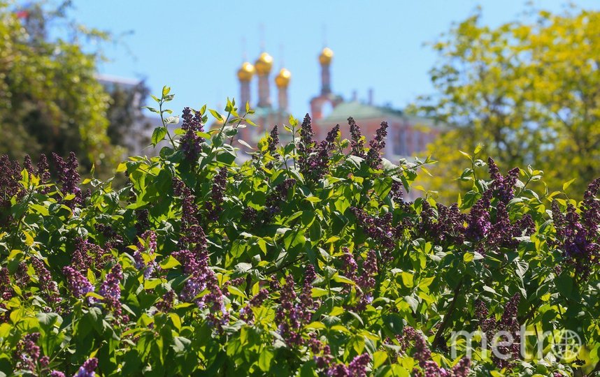 Как цветёт сирень в столице. Фото Василий Кузьмичёнок, "Metro"
